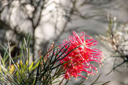 Beautiful exotic tropical grevillea flower blooming background. Australian native flora also known as spider flower, silky oak and toothbrush plantの写真素材