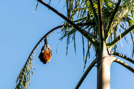 Grey-headed flying foxes hanging in a tree. Australian native animal mega bat. Endangered speciesの写真素材