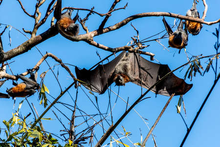 Grey-headed flying foxes hanging in a tree. Australian native animal mega bat. Endangered speciesの写真素材