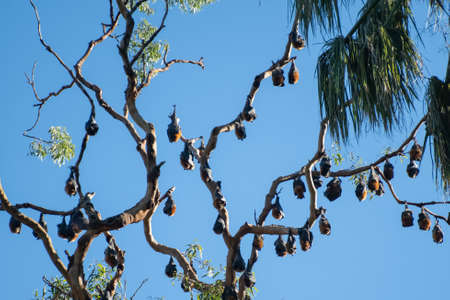 Grey-headed flying foxes hanging in a tree. Australian native animal mega bat. Endangered species