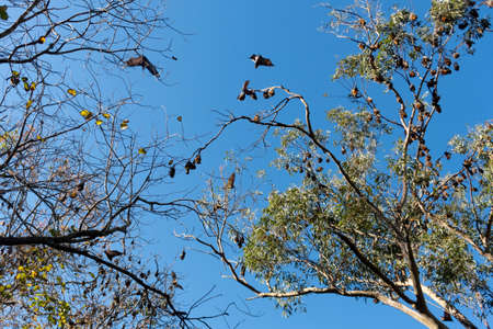 Grey-headed flying foxes hanging in a tree. Australian native animal mega bat. Endangered speciesの写真素材