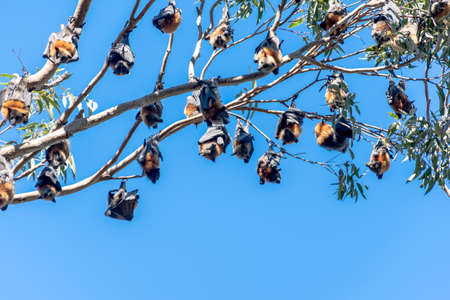 Grey-headed flying foxes hanging in a tree. Australian native animal mega bat. Endangered speciesの写真素材