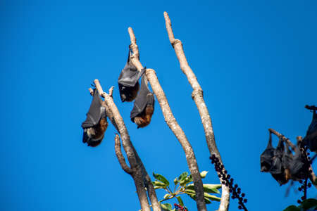 Grey-headed flying foxes hanging in a tree. Australian native animal mega bat. Endangered speciesの写真素材