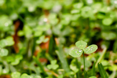 Green clover trefoil meadow after the rain with raindrops on the leaves. Green fresh nature backgroundの写真素材