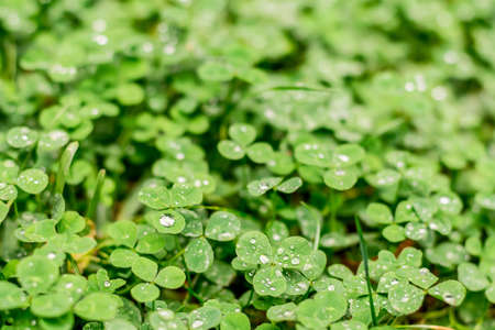 Green clover trefoil meadow after the rain with raindrops on the leaves. Green fresh nature...
