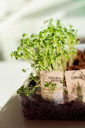 Mini herb garden seedlings sprouting on a window at home. Garden Cress and Chivesの写真素材
