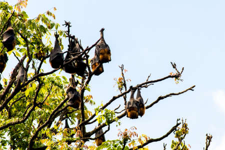 Grey-headed flying foxes hanging in a tree. Australian native animal mega bat. Endangered speciesの写真素材