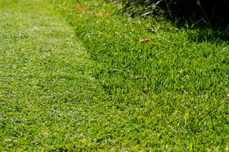 Grass cut with lawn mower. Half of the grass trimmed and half is still long. Fresh cut backyardの写真素材