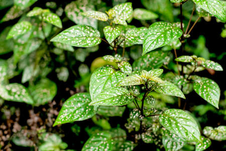 Polka dot plant Hypoestes phyllostachya - green plant with spots on leaves. Ornamental garden plant. Nature backgroundの写真素材