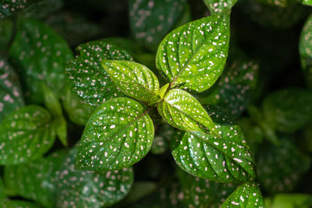 Polka dot plant Hypoestes phyllostachya - green plant with spots on leaves. Ornamental garden plant....