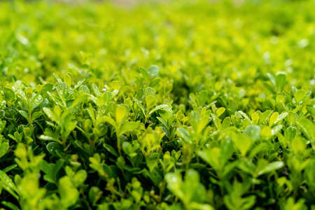 Selective focus bokeh shot of bright green plant hedge natural background filled with sunlight....