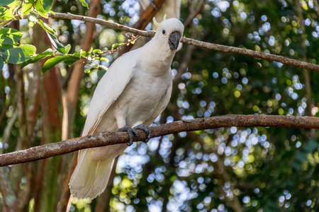 White sulphur-crested cockatoo sitting on the tree close up. Australian wildlife nature in the morningの写真素材