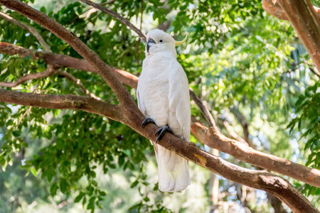 White sulphur-crested cockatoo sitting on the tree close up. Australian wildlife nature in the morningの写真素材