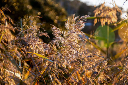 Wild dry grass at sunset. Nature wild plants sunlight background. Beauty in nature. Golden hour countrysideの写真素材