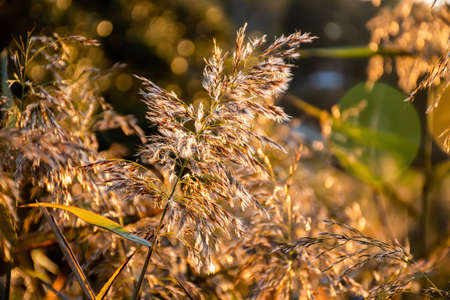 Wild dry grass at sunset. Nature wild plants sunlight background. Beauty in nature. Golden hour countrysideの写真素材