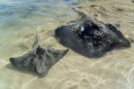 Two stingrays swim in the ocean in Australia. Southern eagle ray and Short tail smooth stingray. Australian wildlife in the wildの写真素材