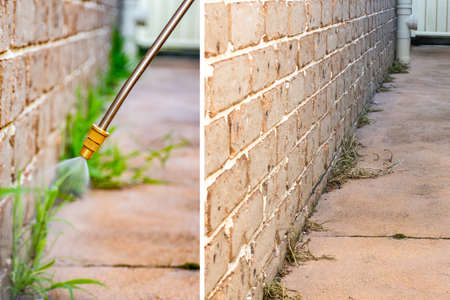 Spraying weed killer herbicide to control unwanted plants and grass on a backyard. treatment in progress and after 2 weeksの写真素材