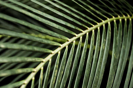 Selective focus blurred image of palm leaves. Green nature tropical backgroundの写真素材