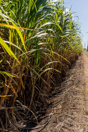 Sugarcane crops plantation farm fields in Bundaberg, Australlia. Sugarcane is a raw material to produce sugar, bio fuel and ethanolの写真素材