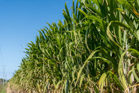 Sugarcane crops plantation farm fields in Bundaberg, Australlia. Sugarcane is a raw material to produce sugar, bio fuel and ethanolの写真素材