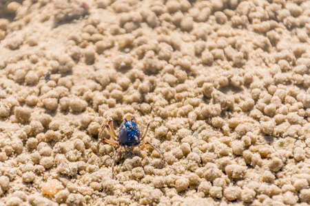 Blue soldier crab at the beach at low tide in Queensland, Australia. Mictyris longicarpus with rounded pellets of discarded sand. Marind wildlifeの写真素材