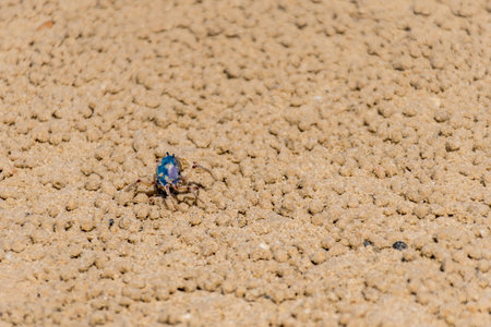 Blue soldier crab at the beach at low tide in Queensland, Australia. Mictyris longicarpus with rounded pellets of discarded sand. Marind wildlifeの写真素材
