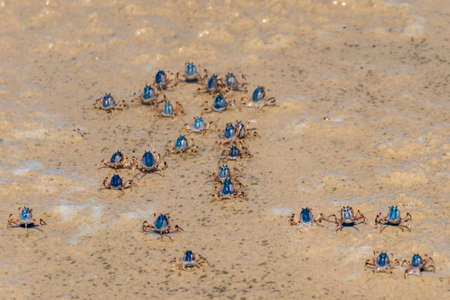 Blue soldier crabs army traverse the beach at low tide in Queensland, Australia. Mictyris longicarpus on sandy ocean beach. Marine wildlifeの写真素材
