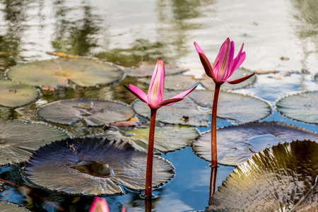 Pink red water lily flowers with floating leaves starting to bloom on the water. Beauty in nature. Nymphaea rubraの写真素材
