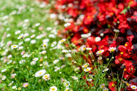 Beautiful blooming summer flower background. White chamoilles and red begoniaの写真素材