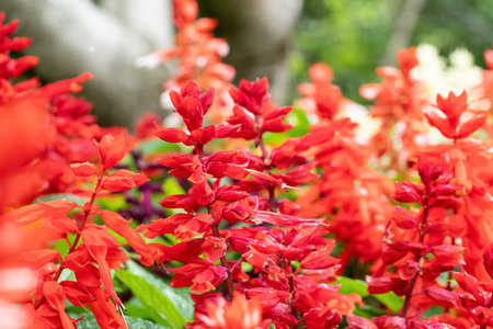 Salvia splendens Scarlet sage flowers in a full bloom in the summer spring autumn gardenの写真素材
