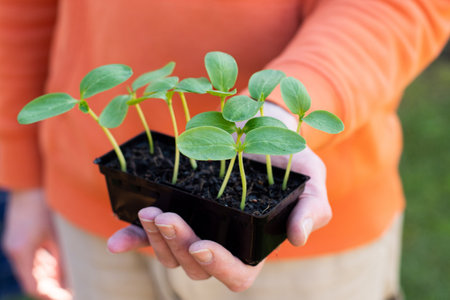 Hands holding a tray with fresh cucumber sprouted seedlings. gardening conceptの写真素材