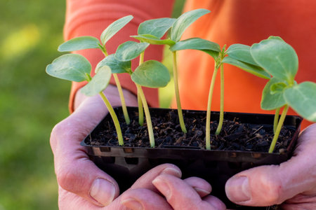Hands holding a tray with fresh cucumber sprouted seedlings. Gardening concept