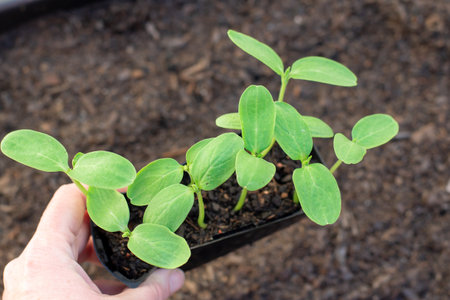 Hands holding a tray with fresh sprouted cucumber seedlings on garden bed soil background. gardening conceptの写真素材