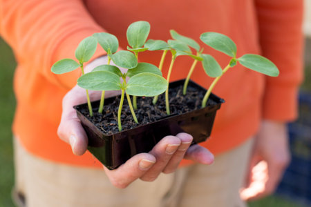 Hands holding a tray with fresh cucumber sprouted seedlings. gardening conceptの写真素材