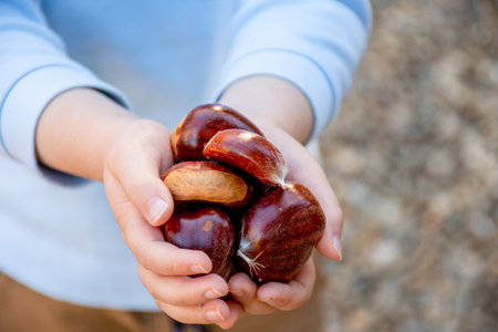 Kid holding in hands a bunch of sweet chestnuts without shells. Castanea sativa. Edible chestnuts harvestの写真素材