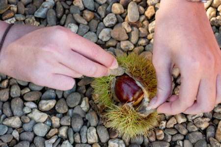 Hand opening fallen ripe sweet chestnuts in pricky shell. Castanea sativa edible chestnuts harvestの写真素材