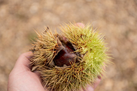 Hand holding ripe sweet chestnuts in an open shel skin . Castanea sativa edible chestnuts harvestの写真素材