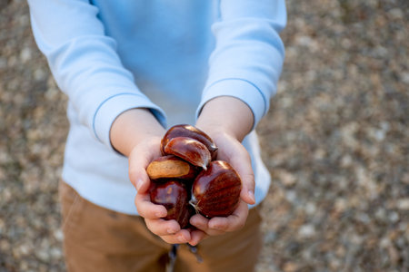 Kid holding in hands a bunch of sweet chestnuts without shells. Castanea sativa. Edible chestnuts harvestの写真素材
