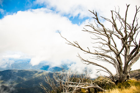 Mount Buffalo National Park, Victoria. Australia. Australian Alps views from the Horn picnic area. Mountains and clouds scenic viewlandscapeの写真素材