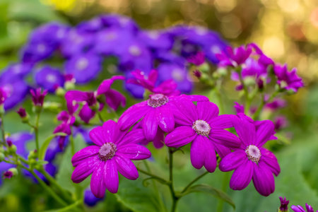 Beautiful Pericallis x hybrida, also known as Florist's Cineraria or Common Ragwort. Magenta pink and purple flowers backgroundの写真素材
