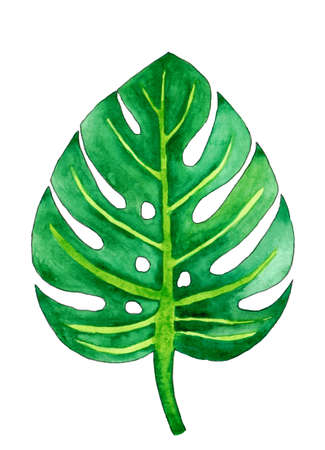 Green leaf isolated on white. Monstera illustration. Hand drawn watercolor painting. Botanical print with exotic plant. Design element for fabrics, invitations, clothes and otherの写真素材