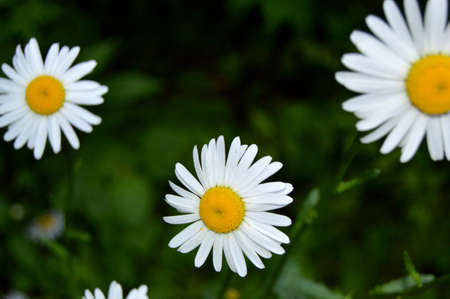 White daisies in the grass. Flowering of chamomile. Daisy white flower yellow pollen in clump gardenの写真素材