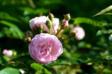 Beautiful pink rose in the summer garden. Flowers on blurred green background, selective focus.の写真素材