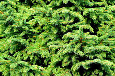 Branch of green fir tree close up