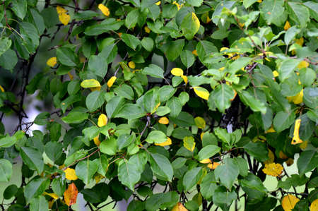 Trendy abstract green and yellow leaves background, great design for any purposes. Summer nature tree leaves. Day light. Natural background and wallpaper.の写真素材