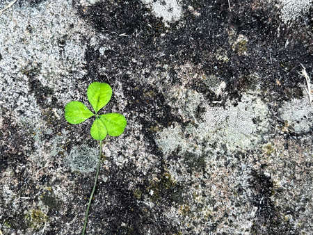Clover with four leaves on natural stone background. Symbol of luck and dreaming. Shamrock plant, luck bringer. Nature background with empty space. St patrick day cardの写真素材