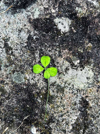Clover with four leaves on natural stone background. Symbol of luck and dreaming. Shamrock plant, luck bringer. Nature background with empty space. St Patrick day card.の写真素材