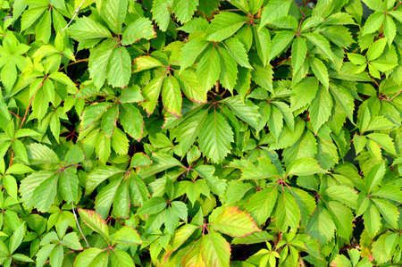 Trendy abstract green leaves background, great design for any purposes. Summer nature tree leaves....