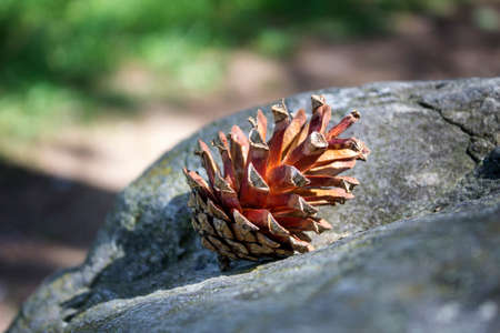 Isolated pine cone laying on the stone. Picture taken in the forest.