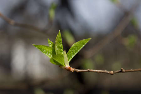 First sprout on tree branch. Nature awakening in spring. Horizontal view.の写真素材